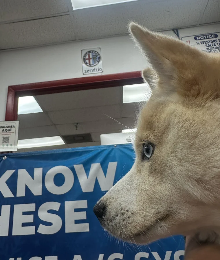 Foto del propio Juan Serna, de su reseña de Google — su perro dentro de Alfa Garage Miami, bajo el letrero de SERVIZIO